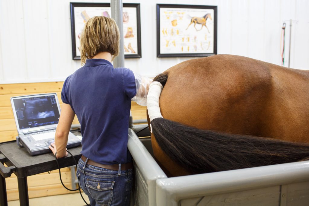 Reproductive Services Buffalo Equine