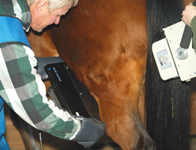horse digital radiograph